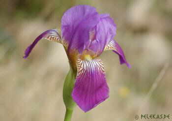Korfu Blumen