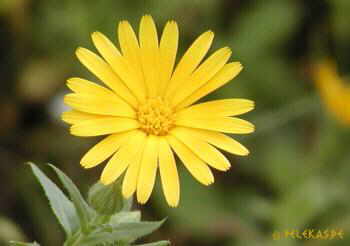 Blumen Korfu