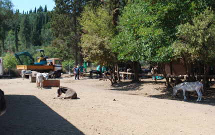 Corfu Donkey Rescue - Esel auf Korfu