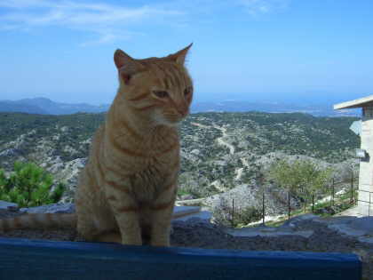 Eine Katze auf der Insel Korfu