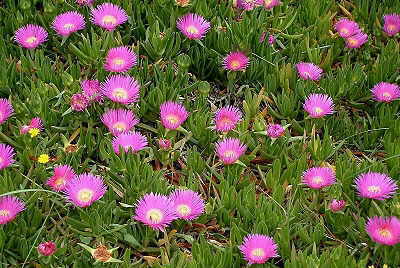 Mittagsblumen auf der Insel Korfu