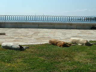 Hunde in Korfu Stadt