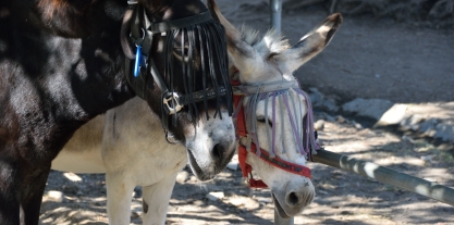 Tierheim für Esel auf Korfu
