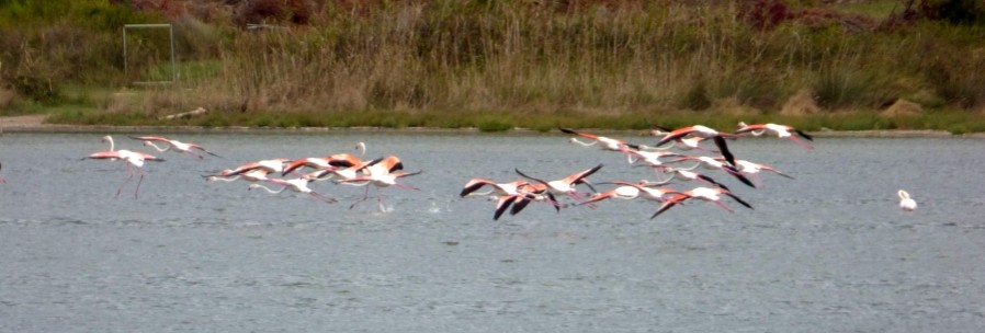 Lagune Korission und Flamingos | Korfu Süd