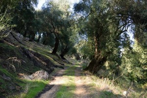 Olivenhain auf Korfu