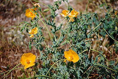 Korfu Pflanzen - Gelber Hornmohn Gelber Hornmohn auf Korfu