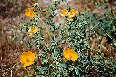 Gelber Hornmohn auf Korfu