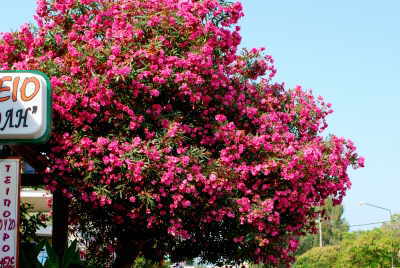Rotblühender Oleander auf Korfu