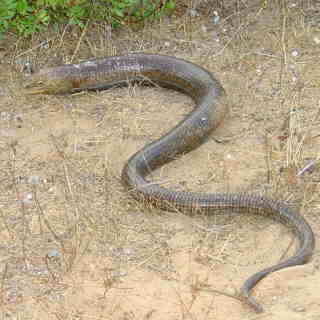 Korfu Tiere Scheltopusik Ein Scheltopusik auf Korfu